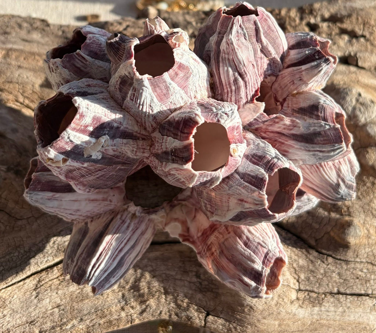 5"-7" Barnacle Cluster