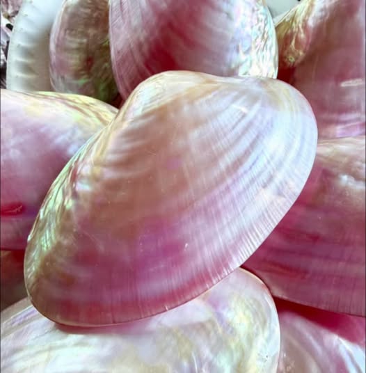 4"+- Dyed Pink Clam Pair
