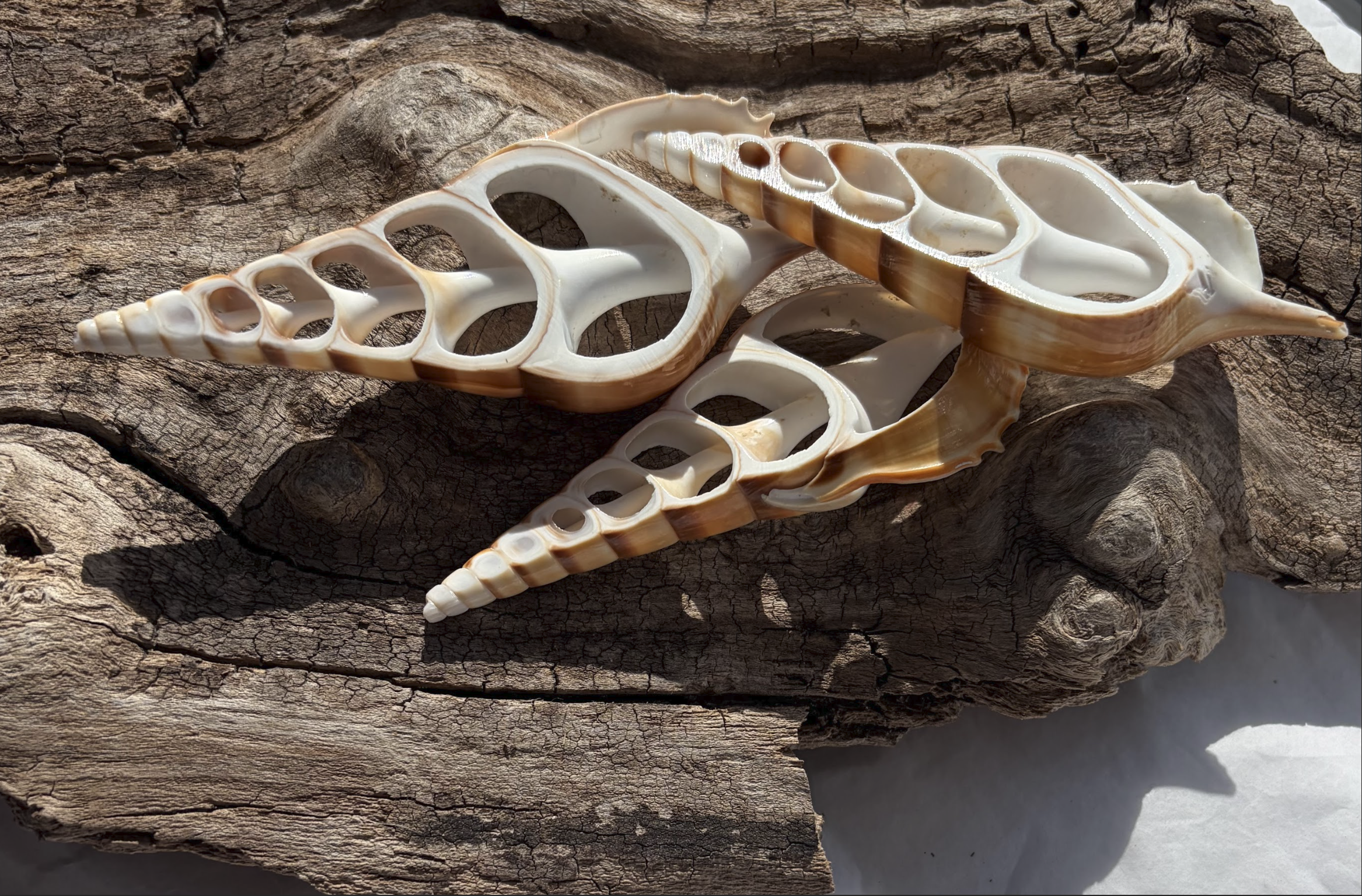 Lg Tibia Center Cuts