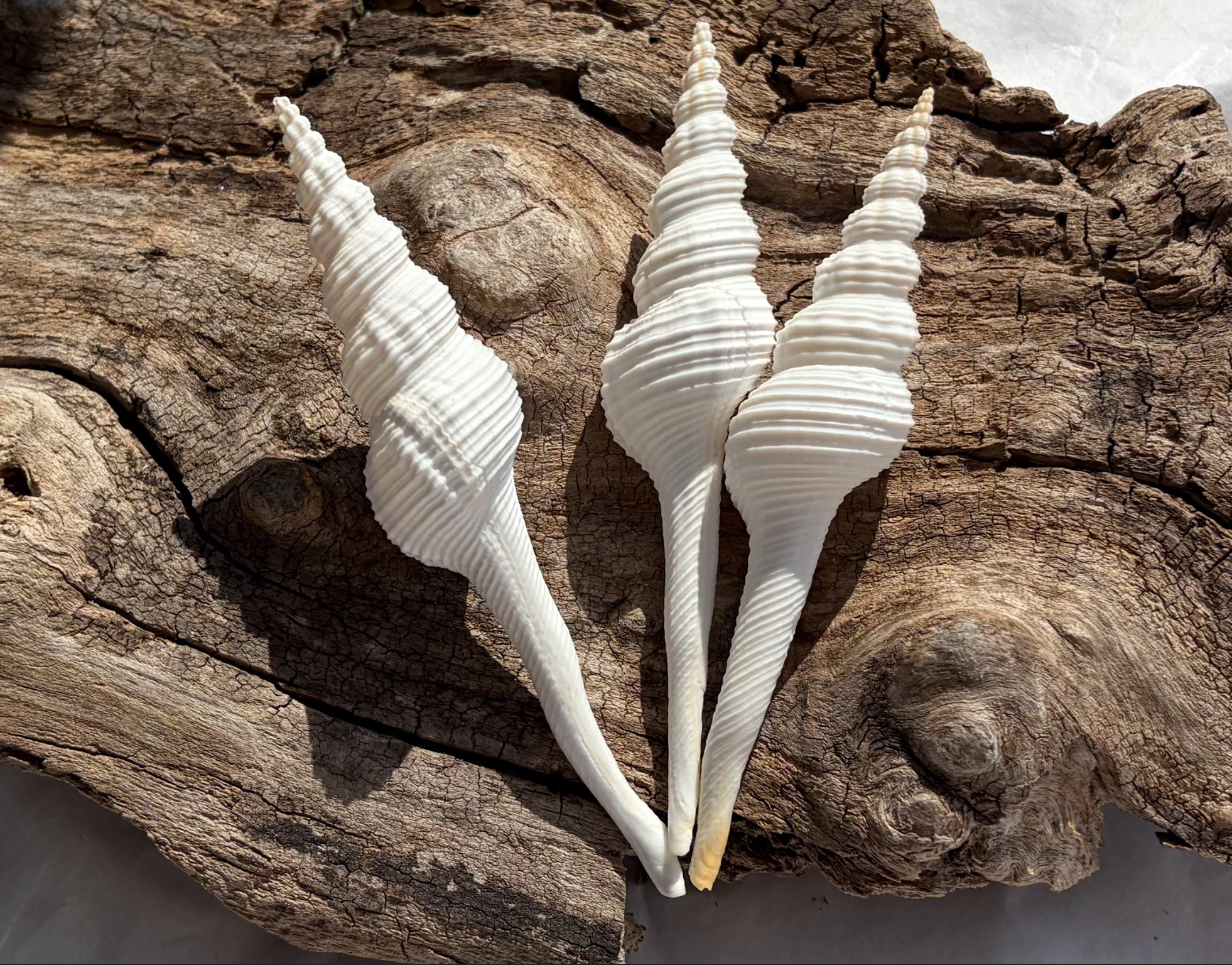 Lg white spindle shells