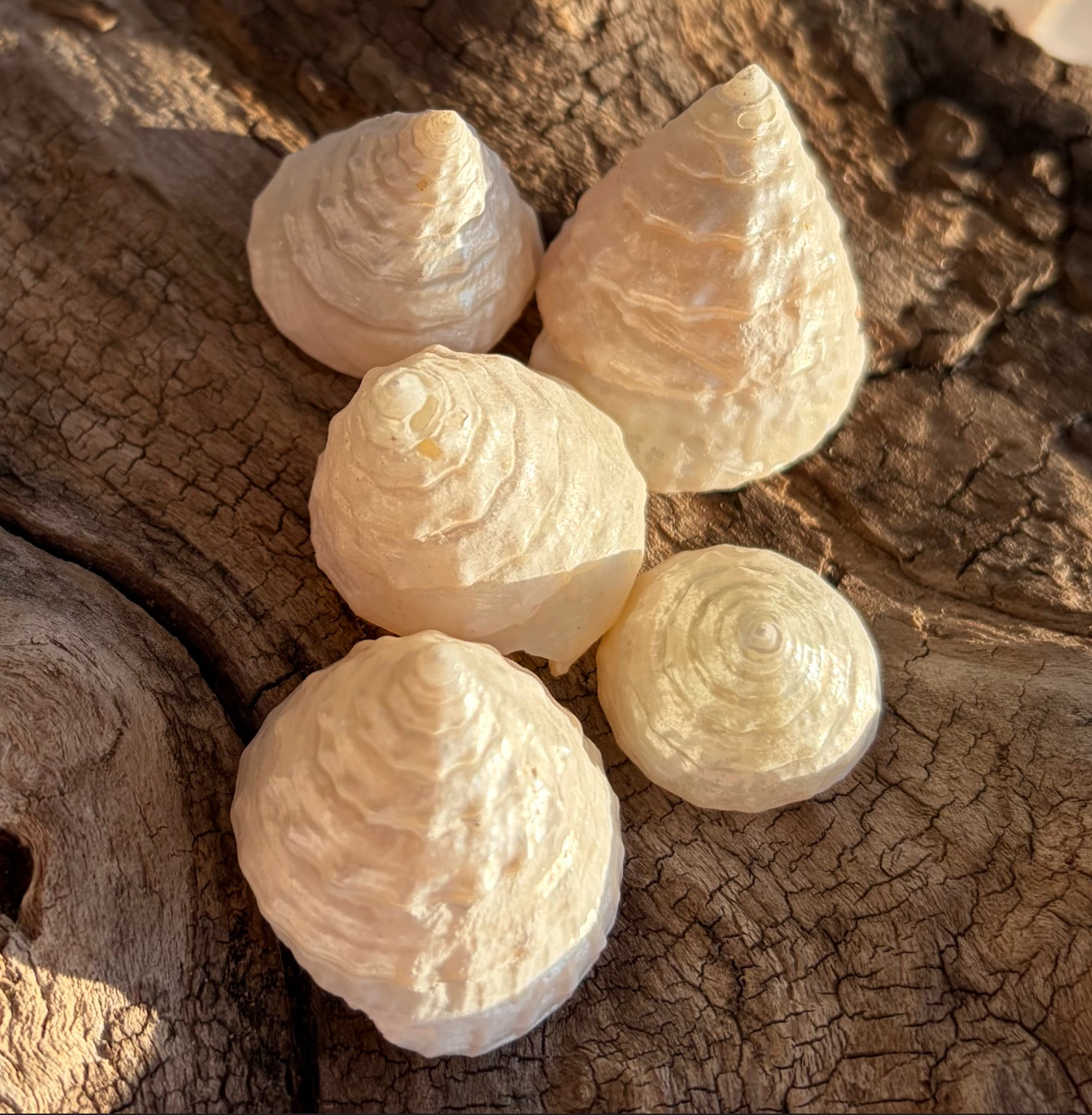 Pearl Trochus Shells 1”+