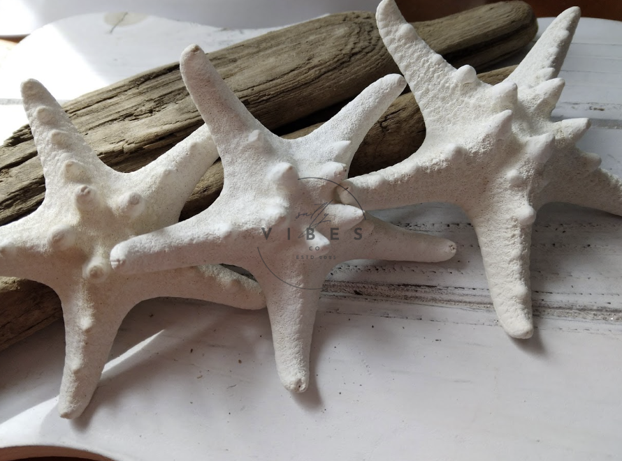 3"-4" Knobby starfish : 3 Pack