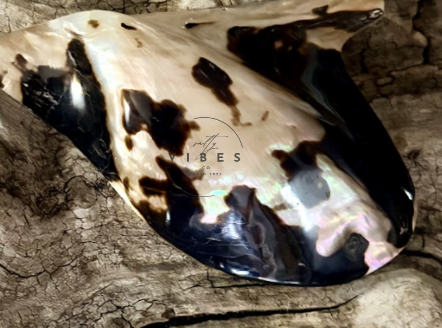 Polished Brownlip Oyster 3-4”
