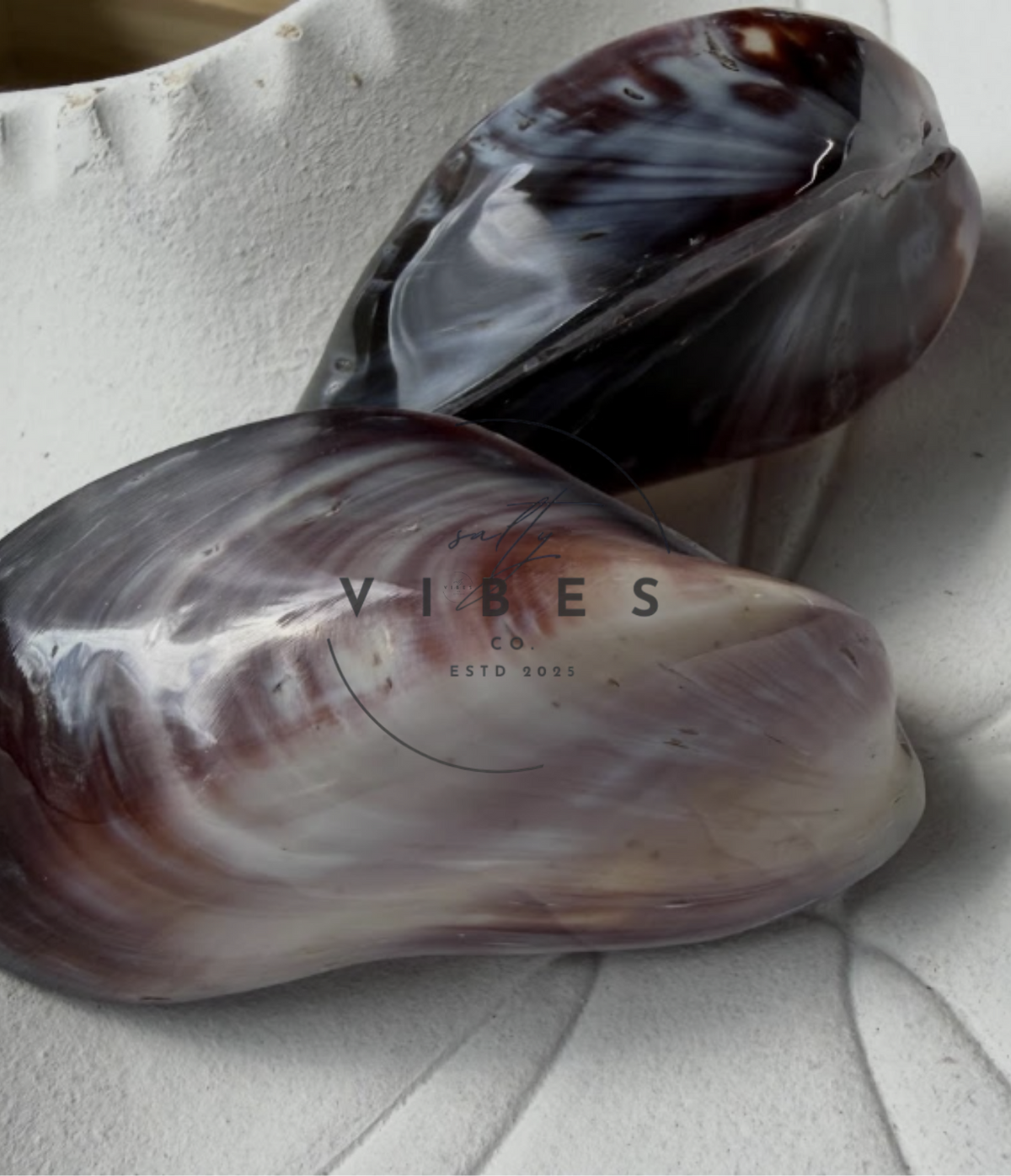 Polished Purple Mussel Pairs