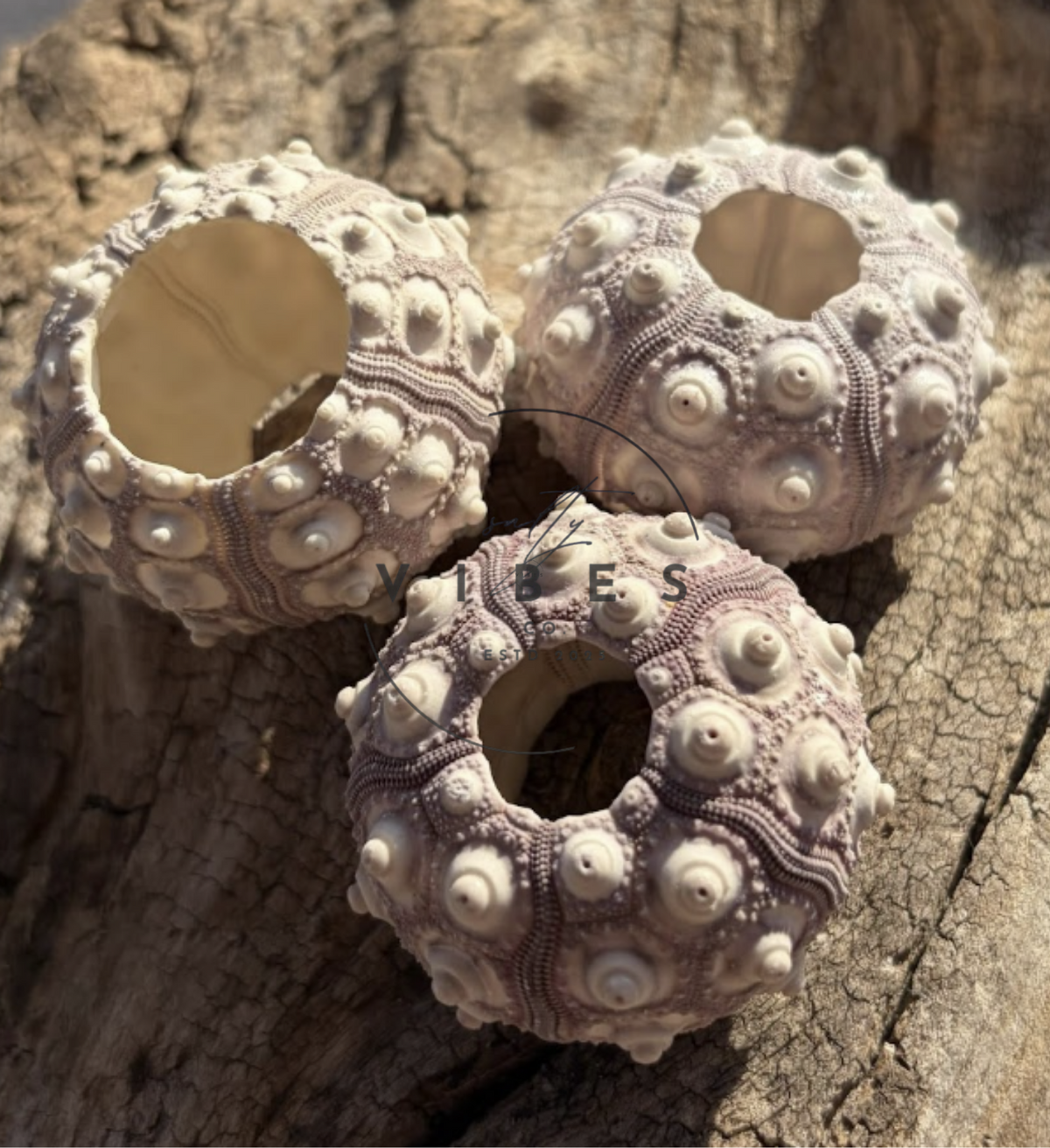 Sputnik Sea Urchin - Pack of 3