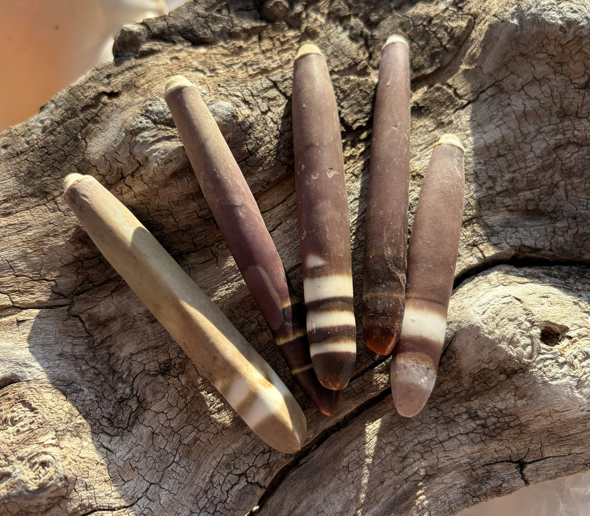 1-3/4"-3" Sea Urchin Spines - Pack of 10