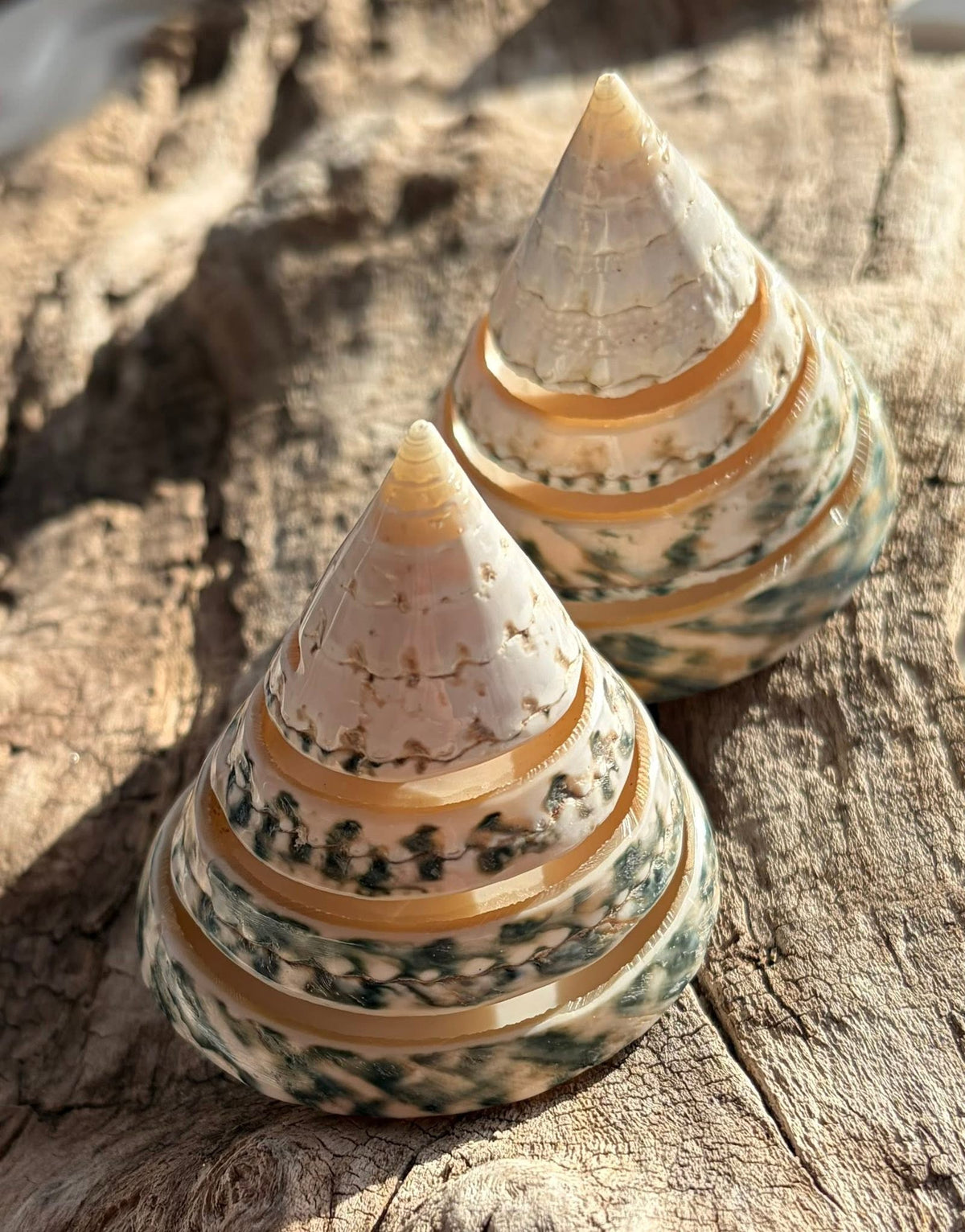 Spiral Cut Green Troca - Pack of 2