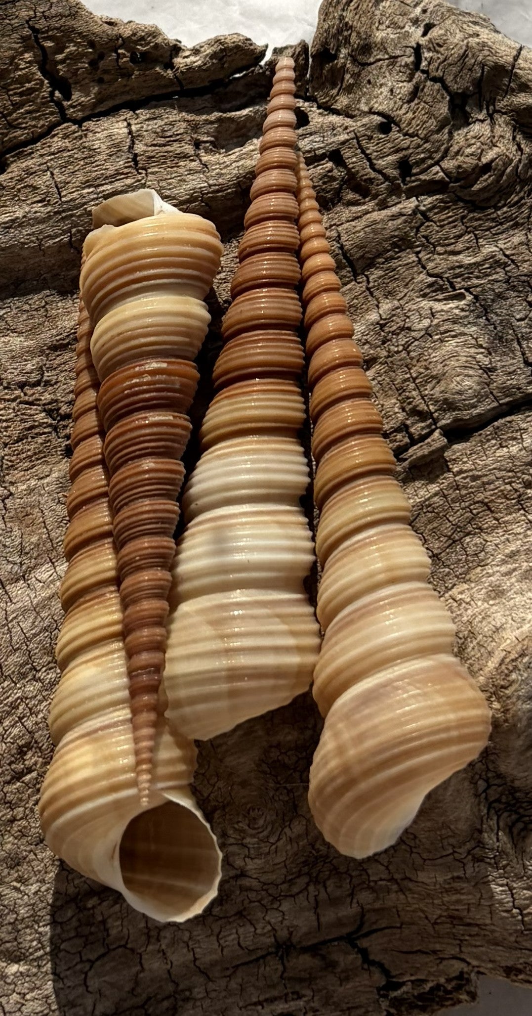 4"-5" Terebra Turretella Full Tips - Pack of 5